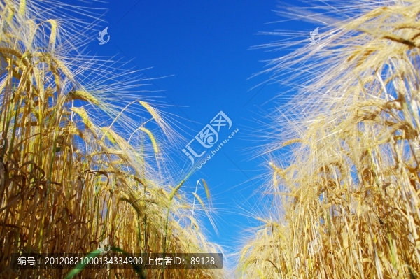 江布拉克麥田