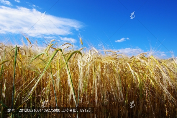 江布拉克麥田
