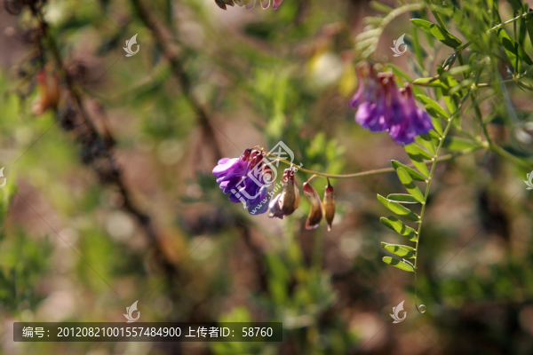 大興安嶺野生植物,野豌豆