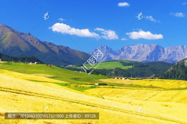 江布拉克麥田