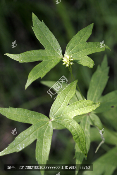 二歧銀蓮花