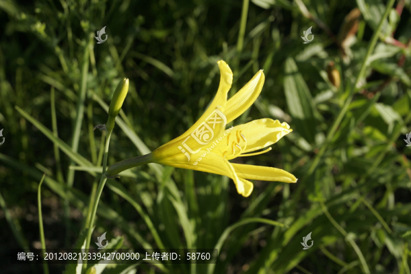 大興安嶺野生花卉,萱草