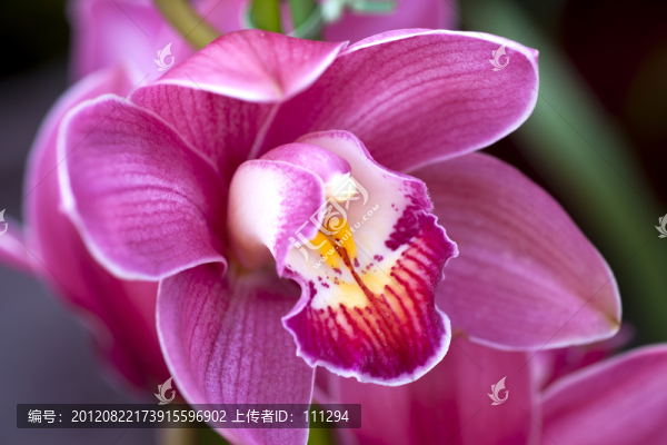 蝴蝶蘭