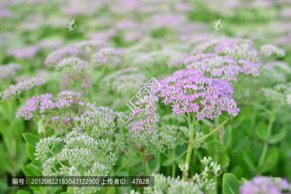 紫色小花