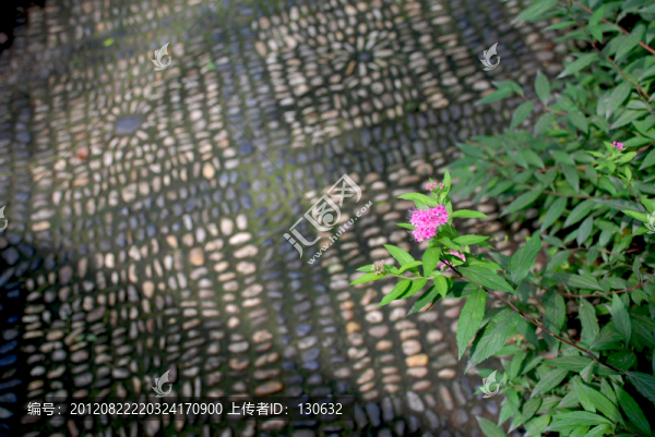 綠葉小花