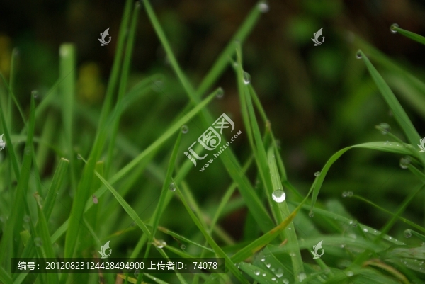水珠青草