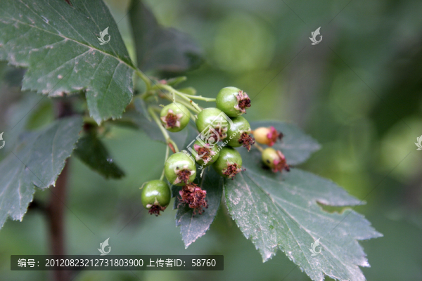 大興安嶺野生漿果,光葉山楂