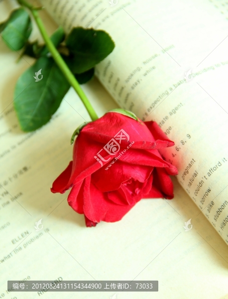 玫瑰花