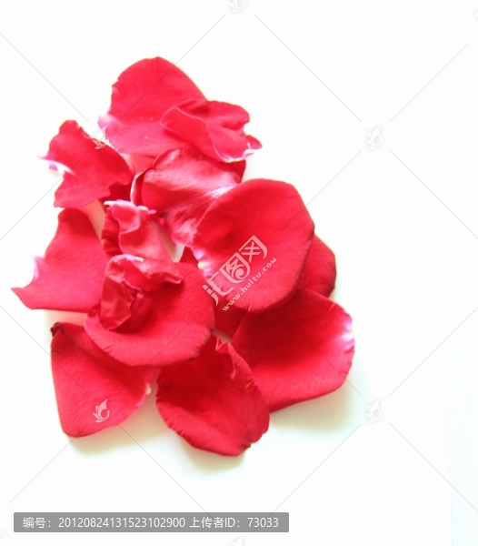 玫瑰花瓣