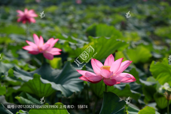 荷花