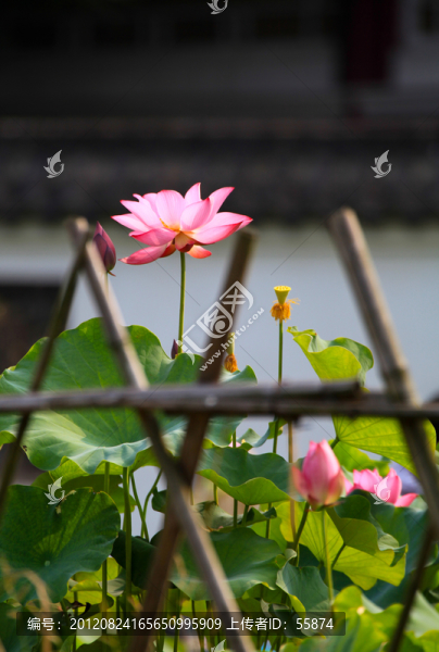 荷花