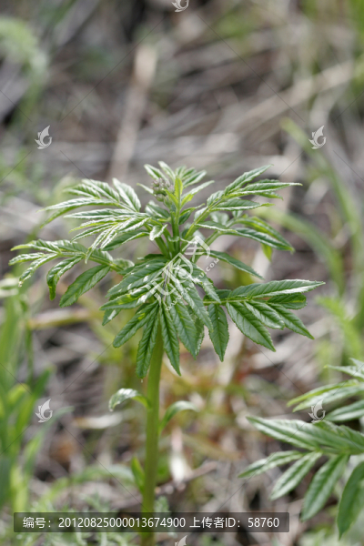 大興安嶺野生藥用植物,白蘚
