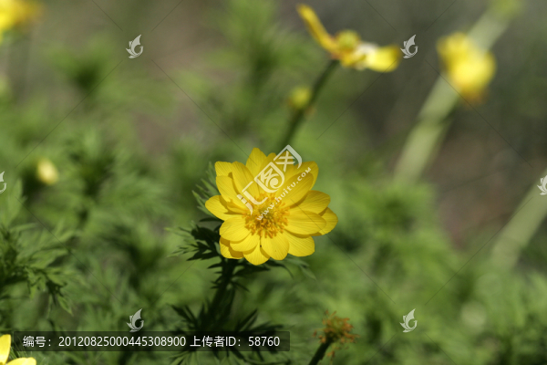 北側(cè)金盞花