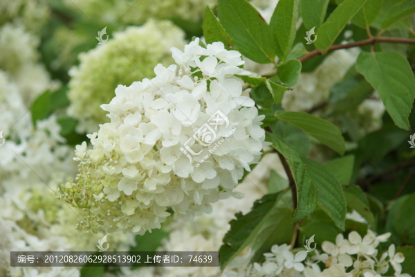 白花