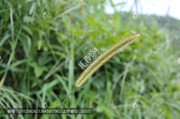 狗尾巴草