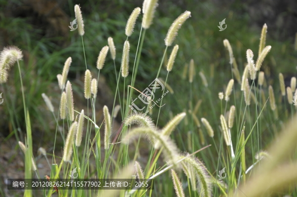 狗尾巴草