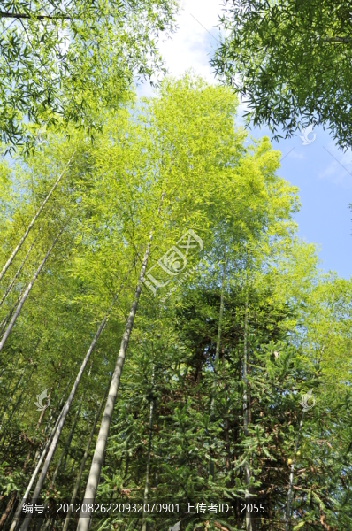 翠竹綠韻,竹林