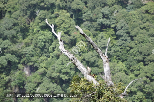 懸崖峭壁上的枯樹