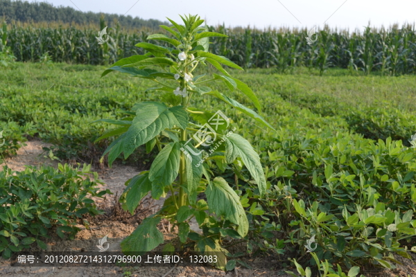 芝麻棵