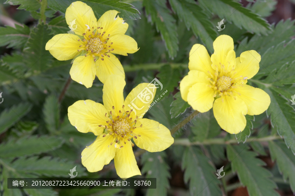 大興安嶺野生藥用植物,鵝絨萎陵菜