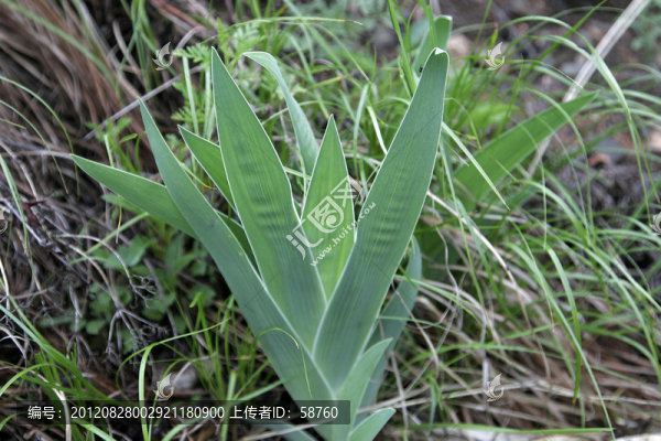 大興安嶺野生藥用植物,射干鳶尾