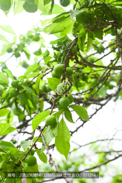 生長中的三華李