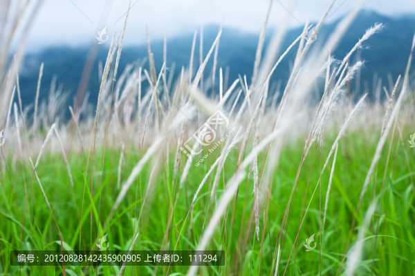 茅草背景