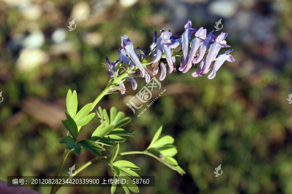 大興安嶺野生植物,延胡索