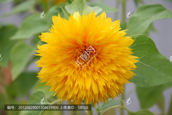 金黃色小向日葵