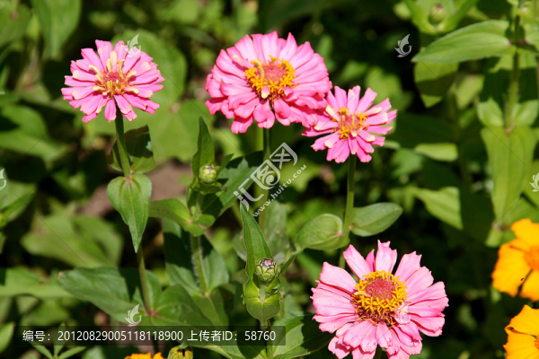 花卉,百日草