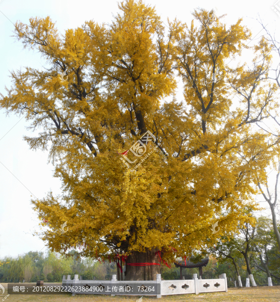 古銀杏樹(shù)