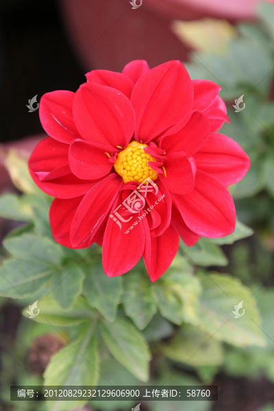 小麗花