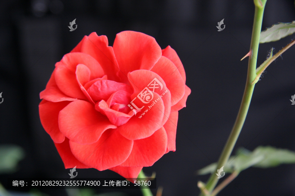月季