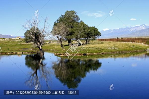 清晰的樹(shù)影