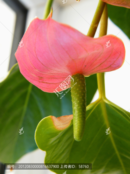 火鶴花