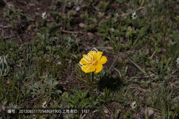 西藏風(fēng)光