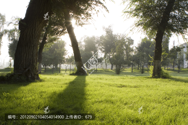 草坪
