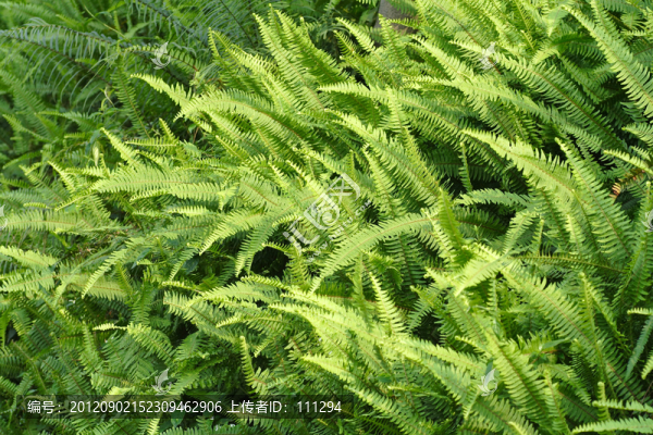 蕨草背景