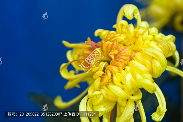 秋菊