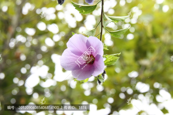 木槿花