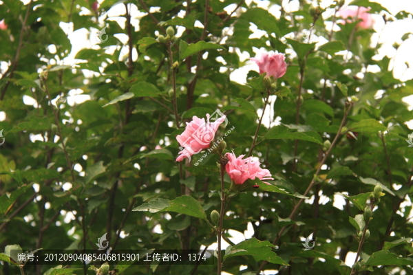 木槿花