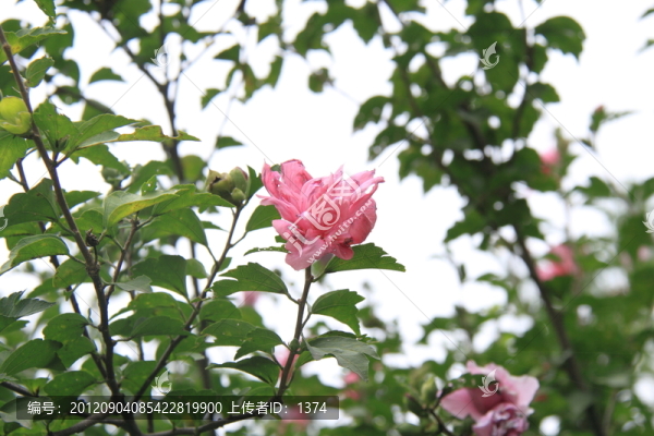 木槿花
