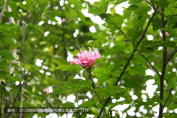 木槿花