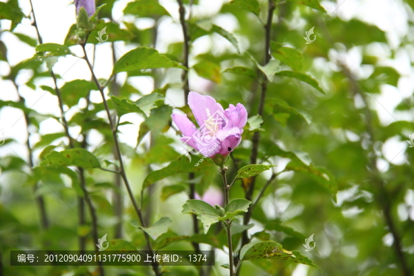木槿花