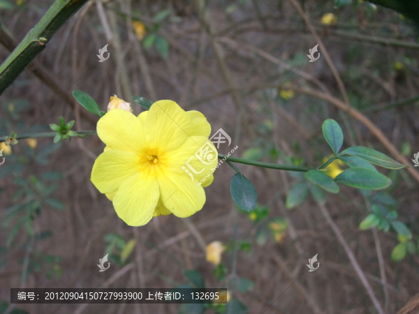 迎春花