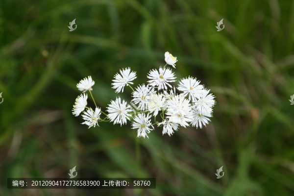 大興安嶺,腺毛唐松草