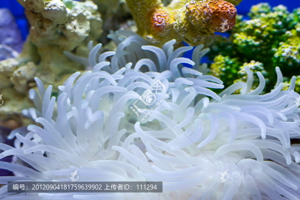 水底花園