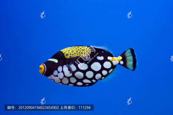炮彈魚