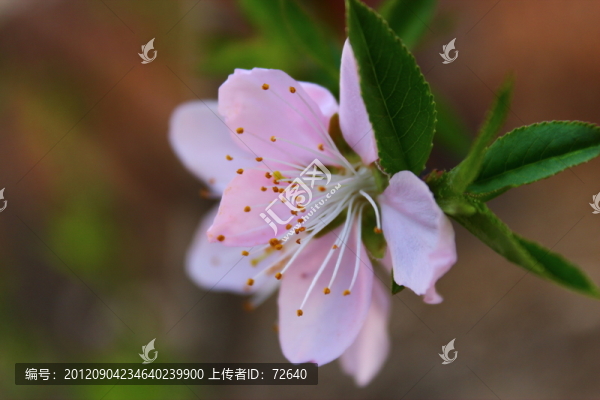 桃花