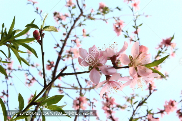 桃花